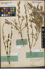Foto von Salix purpurea L.